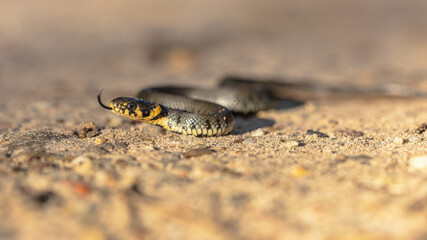 Grass snake sticking tongue out in sand