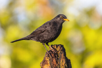 Common blackbird perched on branch with blurred background