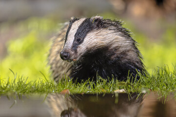 Fototapeta premium European badger foraging at night