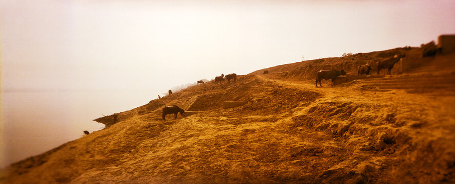 Panoramic view of water buffaloes (Bubalus bubalis) grazing at a riverbank, Ganges River, Varanasi, Uttar Pradesh, India.