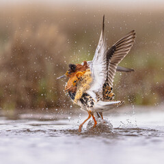 Ruff two birds fighting at lek