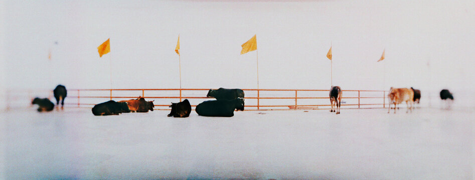 Panoramic view of cows and buffaloes on the ghat, Varanasi, Uttar Pradesh, India.