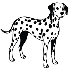 Cute black and white great dane puppy, a spotted domestic canine breed