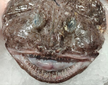 The head of a monk fish on ice in the supermarket
