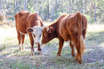 Photograph of some brown cows taking it easy in a green agricultural paddock in the sunshine in the...