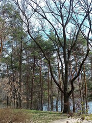 Young oak tree surrounded by other trees near the tranquil lake in a park