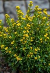 Bushy, upright plant with vibrant green foliage and tiny yellow blooms, invasive, nature