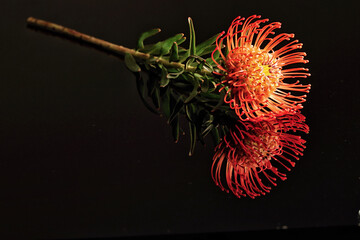 Flower on long stalk with orange blossom on black mirror