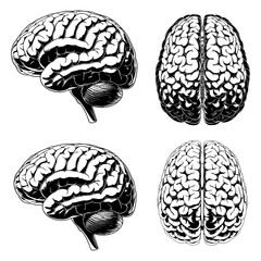 Fototapeta premium Set of human brain vector illustration