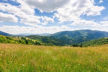 countryside landscape in carpathian mountains of ukraine. beautiful scenery with herbs on the field in summer. rolling hills in dappled light. clouds on the blue sky above the distant ridge