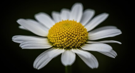 Naklejka premium Lonely Yellow Bird