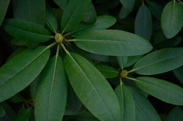 Top view of rhododendron leaves showing natural texture and symmetry. Ideal botanical background for eco design, wellness branding, and sustainable product presentation.