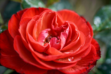 Beautiful red rose petals as background,