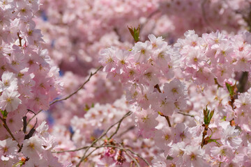 Accolade cherry blossom on a spring day close-up