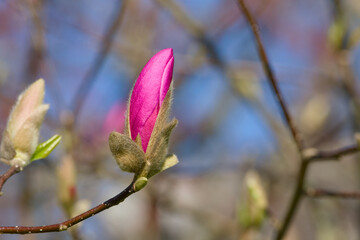 bright pink magnolia bud on a twig close-up