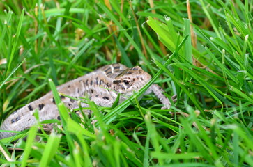 Lizard camouflaged in grass: close-up of reptile habitat