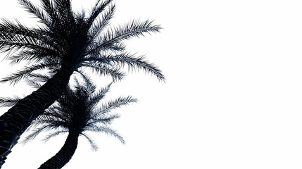 Fototapeta premium Silhouette Palm Trees Against White Background