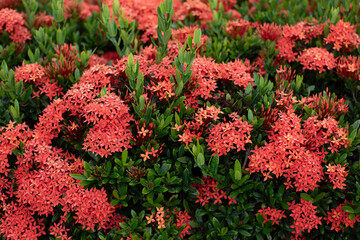 Chinese ixora red plant growing in Florida 