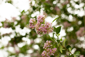 Light Pink Crepe Myrtle Flowering Plant Tree in Florida during spring. 