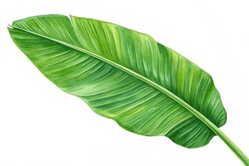 Fototapeta premium Green banana leaf isolated on white background. A vibrant green banana leaf isolated against a white background, showcasing its natural texture and vivid color