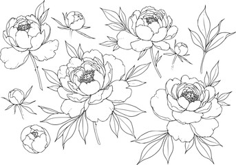 Fototapeta premium Big set of peony flowers and leaves for making tattoo compositions. Black linear illustration isolated on a white background.