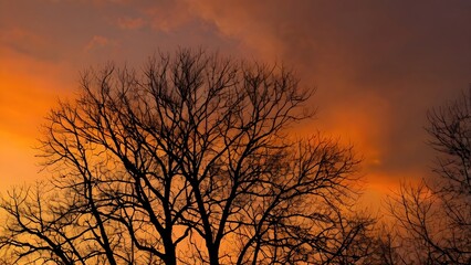 Obraz premium Silhouette of tree at sunset in winter season with orange sky. Generated by AI