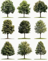 Fototapeta premium A grid of nine distinct trees, each showcasing various foliage and shapes, emphasizing their unique characteristics and seasonal differences.