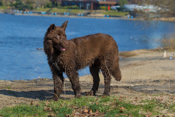 A fluffy, dark brown Australian Shepherd puppy with bright, light eyes stands next to a shimmering...