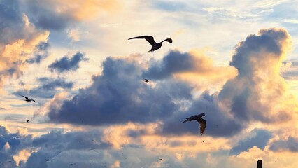 A flock of birds flies in the beautiful sky. Birds fly back to their nests in the evening.