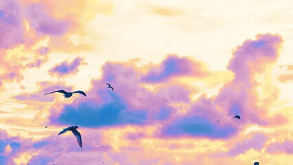 A flock of birds flies in the beautiful sky. Birds fly back to their nests in the evening.