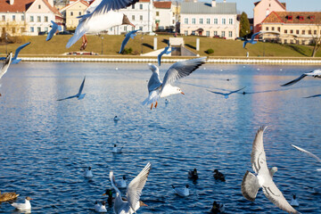 Several birds are gracefully flying high over a large body of water