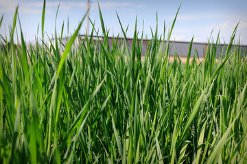 Close-Up of Lush Green Wheat Field in Spring