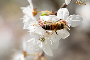 A Bee Engaged in Pollinating a Cherry Blossom Amidst the Springtime Beauty All Around