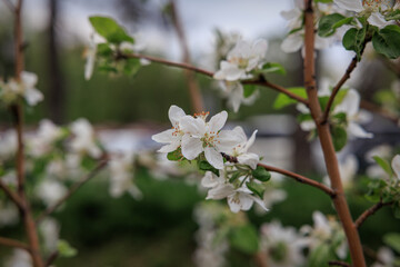 Fresh Apple Flowers in Bloom