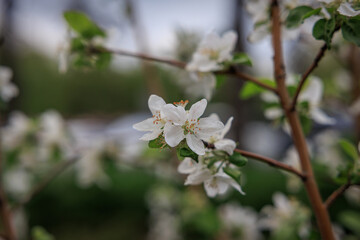 apple tree blossom