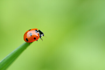 Fototapeta premium ladybug on a leaf