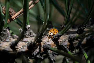 A Colorful Ladybug Crawls Among the Lush Green Pine Needles in Its Natural Habitat