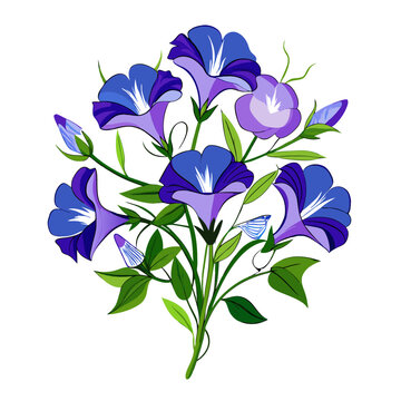 blue morning glory flowers on white clip art preview
