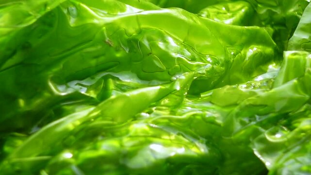 A close-up view of a macroscopic algae with a leaf-like flattened thallus and a light to dark green color. Sea lettuce is a new food source for humans.