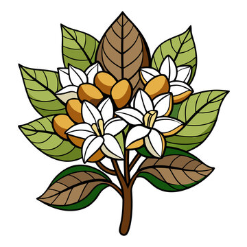 white flowers and brown pods on branch clip art preview