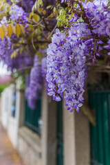 Obraz premium lilac flowers in the garden