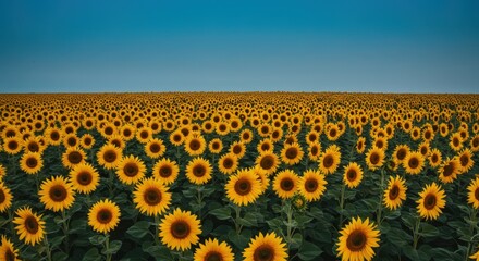 Obraz premium Endless sunflower field extending to the horizon under the blue sky for summer background, nature advertising, agriculture concept, farming promotion, seasonal beauty