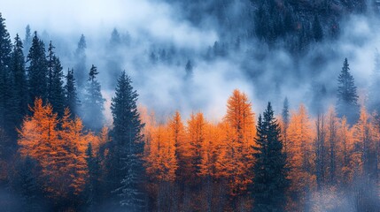 Obraz premium Autumn Misty Mountain