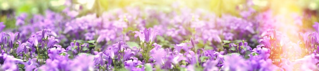 Selective and soft focus on purple flowers, beautiful flowers in spring