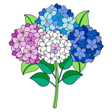 colorful hydrangea flowers on white background clip art preview