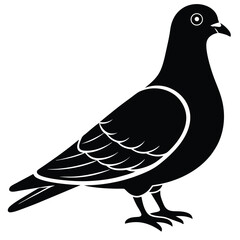 Rock Pigeon silhouette vector illustration, Rock Pigeon silhouette vector, Rock Pigeon PNG