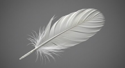 Obraz premium 白い羽根 静謐な光と影 繊細な質感
