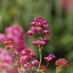 Fototapeta premium Flora of Gran Canaria - Centranthus ruber, red valerian, invasive in Canaries natural macro floral background