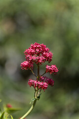 Flora of Gran Canaria -  Centranthus ruber, red valerian, invasive in Canaries natural macro floral background