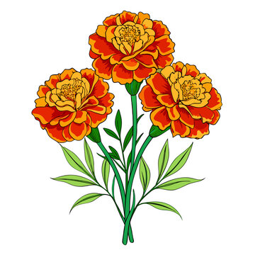 orange marigold flowers on white background clip art preview